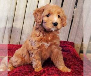 Goldendoodle-Poodle (Miniature) Mix Puppy for sale in WITHEE, WI, USA