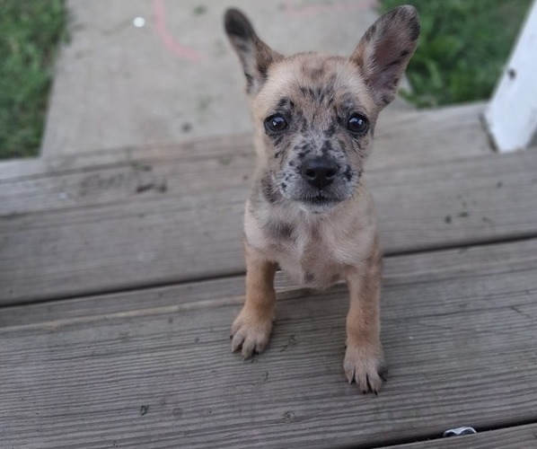 Medium Photo #1 French Bullhuahua Puppy For Sale in KANSAS CITY, KS, USA