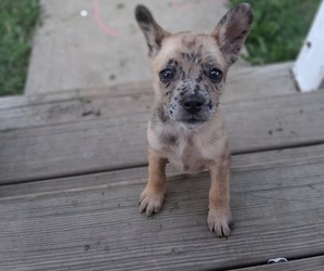 French Bullhuahua Puppy for sale in KANSAS CITY, KS, USA