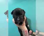 Small #1 American Pit Bull Terrier-Labrador Retriever Mix