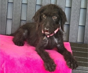 Labradoodle Puppy for sale in COSHOCTON, OH, USA