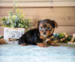 Small Photo #6 Yorkshire Terrier Puppy For Sale in LIGONIER, IN, USA