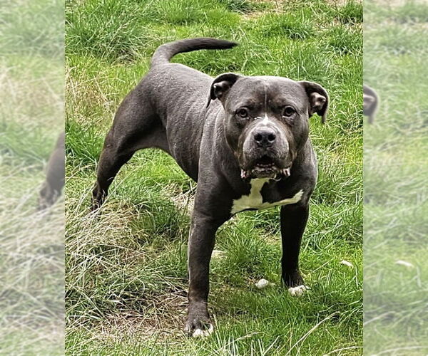 Medium Photo #6 American Pit Bull Terrier Puppy For Sale in Olalla, WA, USA