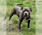 Small #5 American Pit Bull Terrier