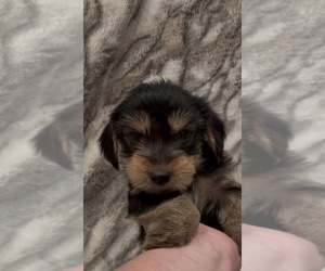 Yorkshire Terrier Puppy for sale in MOUNT CARMEL, PA, USA