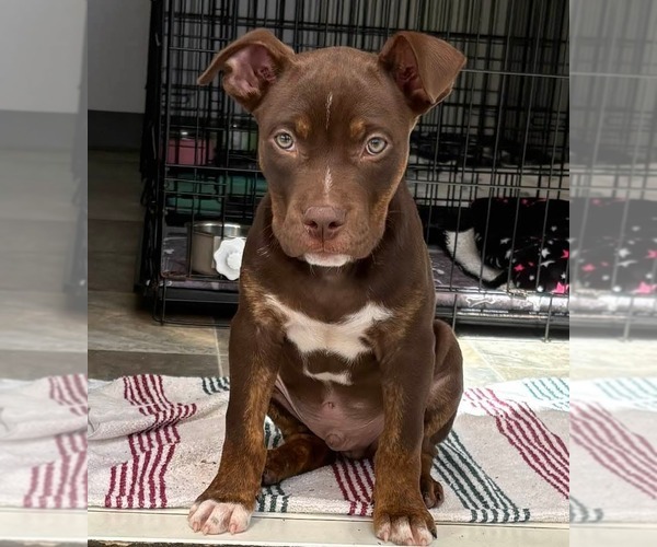 Medium Photo #1 Mutt Puppy For Sale in oakland, FL, USA