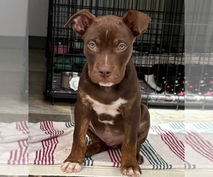 Mutt Dogs for adoption in oakland, FL, USA