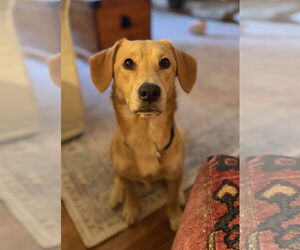 Labrador Retriever-Pembroke Welsh Corgi Mix Dogs for adoption in Fort Worth, TX, USA