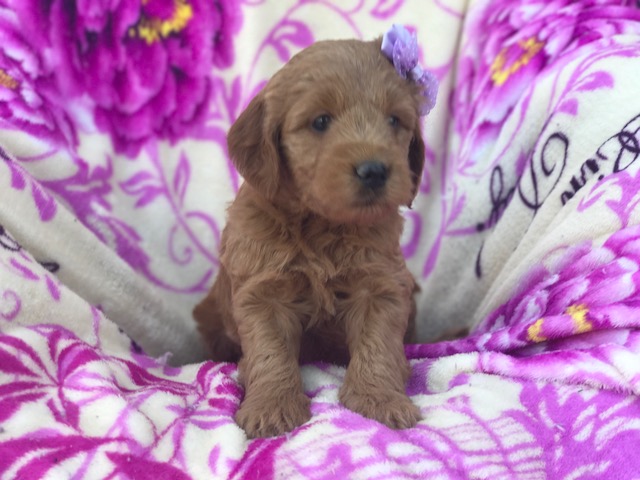 Medium Photo #1 Goldendoodle (Miniature) Puppy For Sale in PEACH BOTTOM, PA, USA