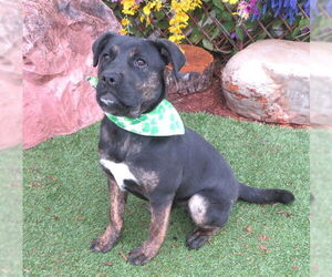 American Pit Bull Terrier-Unknown Mix Dogs for adoption in Oklahoma City, OK, USA