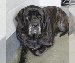 Mastiff-Unknown Mix Dogs for adoption in San Antonio, TX, USA