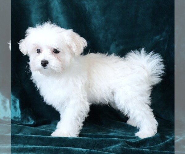 Medium Photo #3 Maltese Puppy For Sale in ROCK VALLEY, IA, USA