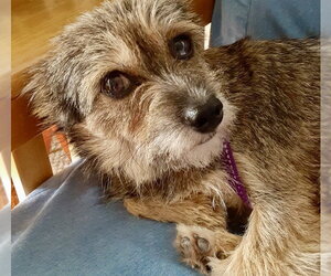 Mutt Dogs for adoption in Alexandria, KY, USA