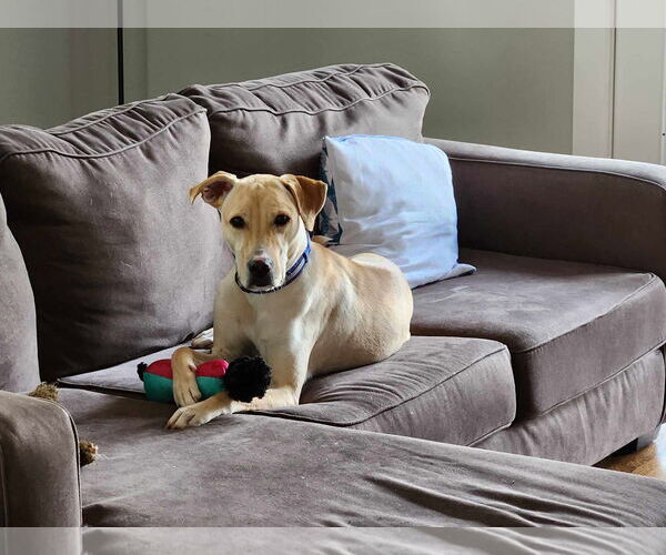 Medium Photo #10 Labrador Retriever-Unknown Mix Puppy For Sale in Mount Pleasant, SC, USA