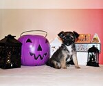 Puppy Grazia Chihuahua