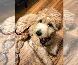 Goldendoodle (Miniature) Puppy for sale in BLOOMFIELD, NJ, USA