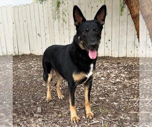 German Shepherd Dog Dogs for adoption in San Diego, CA, USA