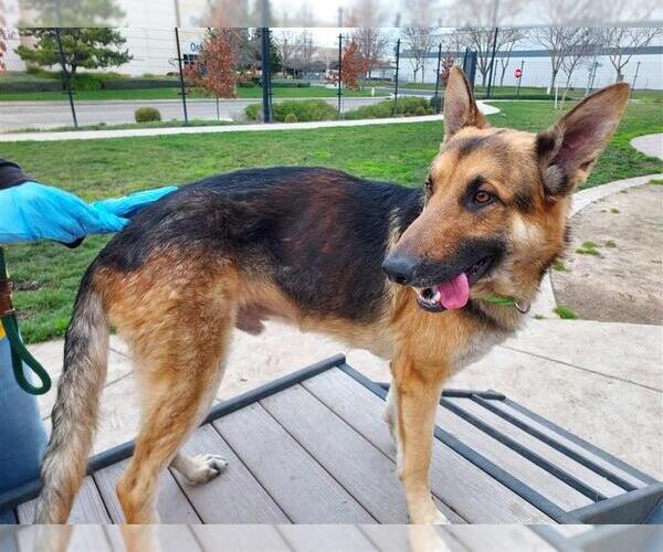 Medium Photo #2 German Shepherd Dog-Unknown Mix Puppy For Sale in Elk Grove, CA, USA