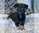 Small #5 Chiweenie