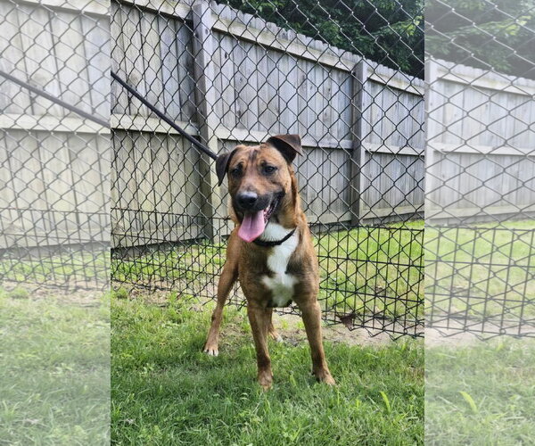 Medium Photo #13 Mutt Puppy For Sale in Westminster, MD, USA
