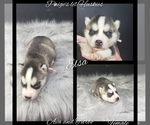 Small Photo #54 Siberian Husky Puppy For Sale in BLOOMFIELD, IN, USA