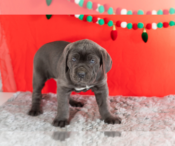 Medium Photo #5 Cane Corso Puppy For Sale in BOURBON, IN, USA