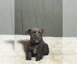 Small Photo #9 Schnauzer (Miniature) Puppy For Sale in FOWLER, CO, USA