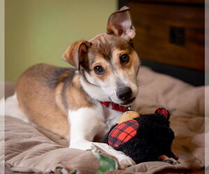 Mutt Dogs for adoption in Princeton, MN, USA