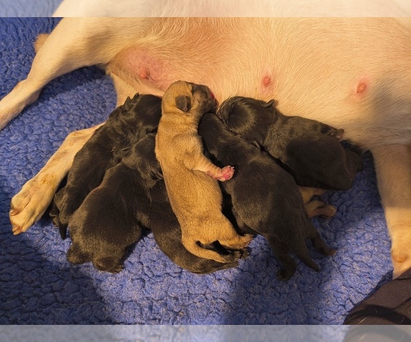Medium Photo #3 Pug Puppy For Sale in MAXWELL, NM, USA