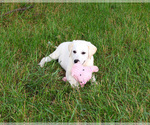Small #8 Labrador Retriever