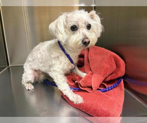 Medium Photo #1 Maltipoo (Miniature) Puppy For Sale in Orange, CA, USA