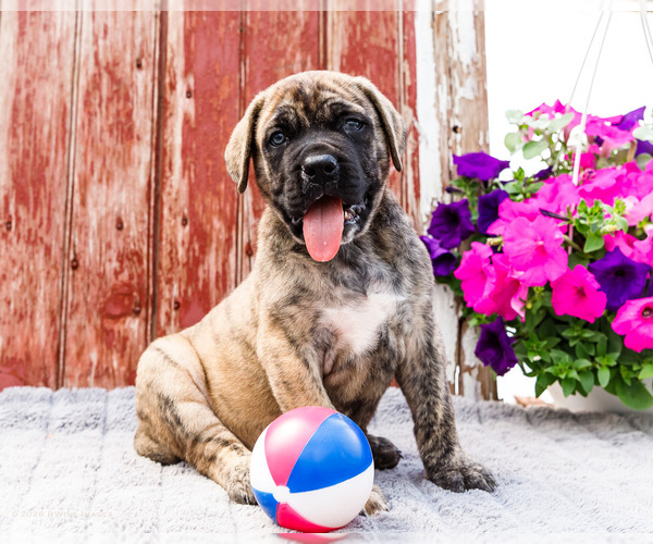 Medium Photo #1 Mastiff Puppy For Sale in WAKARUSA, IN, USA