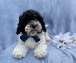 Small #2 Cavapoo (Miniature)