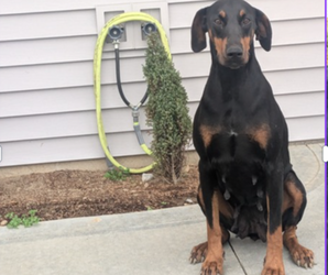 Mother of the Doberman Pinscher puppies born on 03/22/2025