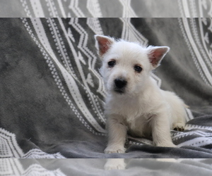 West Highland White Terrier Puppy for sale in SHILOH, OH, USA