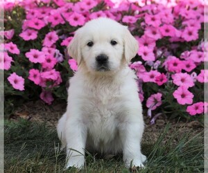 English Cream Golden Retriever Puppy for sale in FREDERICKSBG, OH, USA