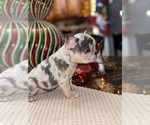 Small Photo #9 French Bulldog Puppy For Sale in HILTON, NY, USA