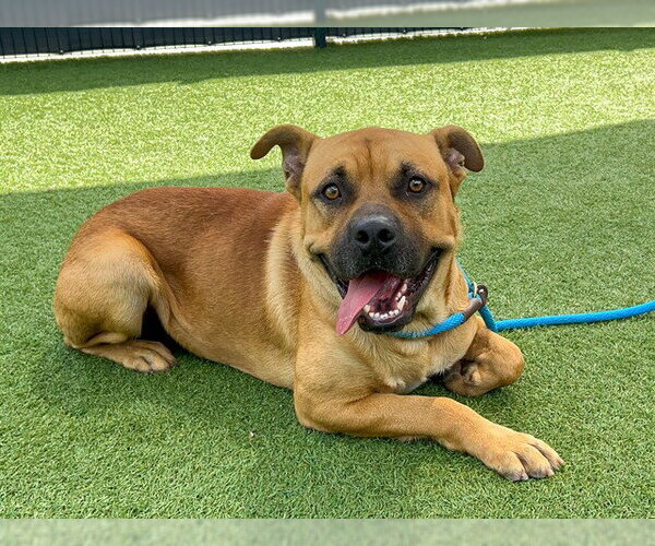 Medium Photo #1 Mastiff-Unknown Mix Puppy For Sale in Orange, CA, USA