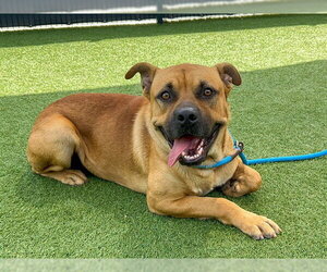 Mastiff-Unknown Mix Dogs for adoption in Orange, CA, USA