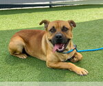 INDIANA - Male Mastiff-Unknown Mix Dog for Adoption - Small photo
