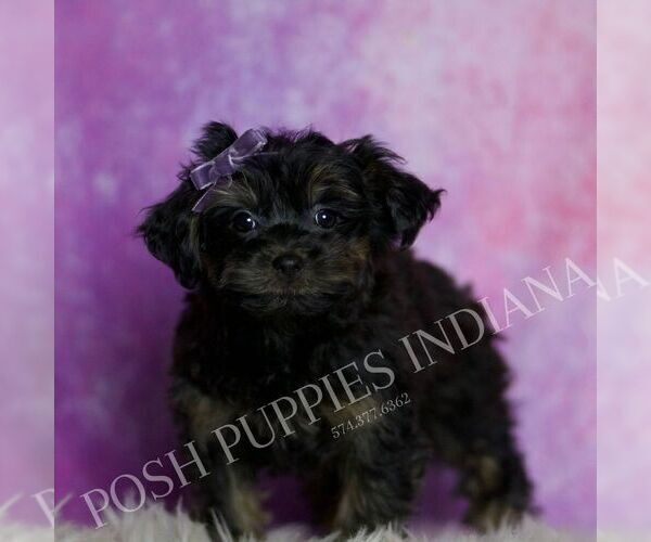 Medium Photo #3 Yorkipoo Puppy For Sale in WARSAW, IN, USA