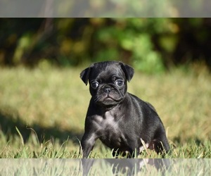 Pug Puppy for sale in PALM COAST, FL, USA