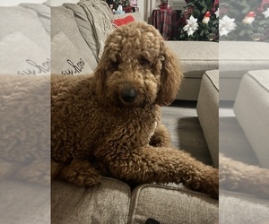 Mother of the Goldendoodle puppies born on 12/02/2025