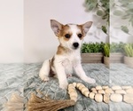 Small #3 Chi-Corgi
