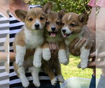 Small Photo #19 Pembroke Welsh Corgi Puppy For Sale in NEW DOUGLAS, IL, USA