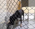 Small Labrador Retriever Mix