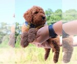 Small Photo #45 Goldendoodle Puppy For Sale in TIMBERLAKE, NC, USA