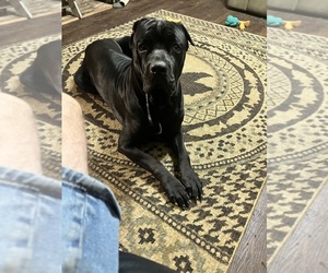 Mother of the Cane Corso puppies born on 06/13/2025