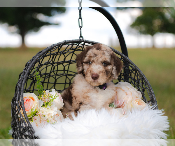 Medium Photo #4 Bordoodle Puppy For Sale in STRAFFORD, MO, USA