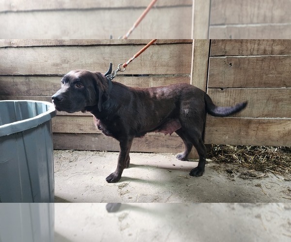 Medium Photo #1 Labrador Retriever Puppy For Sale in GREENWOOD, WI, USA